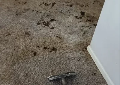 Affordable Carpet Cleaning Service